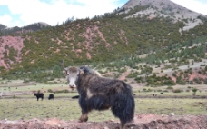 骑行西藏 牦牛图片