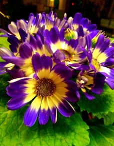 紫色 花朵图片