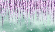 紫藤蔓图片