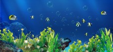 @世界鱼缸背景海底世界小鱼海藻