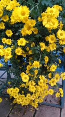 黄菊花图片