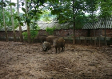 生猪养殖野猪图片
