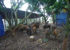 生猪养殖野猪图片