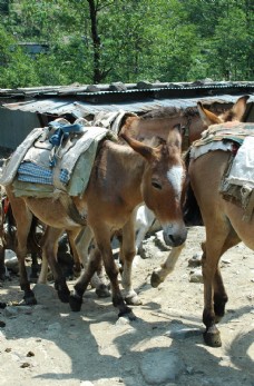 尼泊尔山间运输家畜