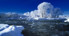 树木风景摄影冰河图片