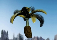 热带植物模型图片