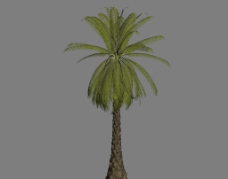 热带树3D模型图片