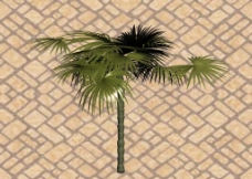 树木热带植物3D模型图片