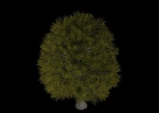 树木树3D模型
