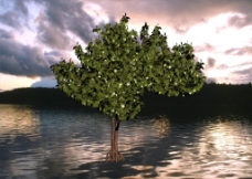 树木常青树3D模型图片