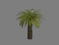 热带树模型图片