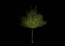 树木杨树3D模型图片