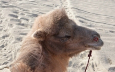 骆驼特写图片