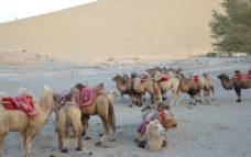 骆驼群图片