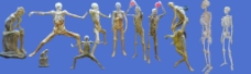 人体模型人体标本模型